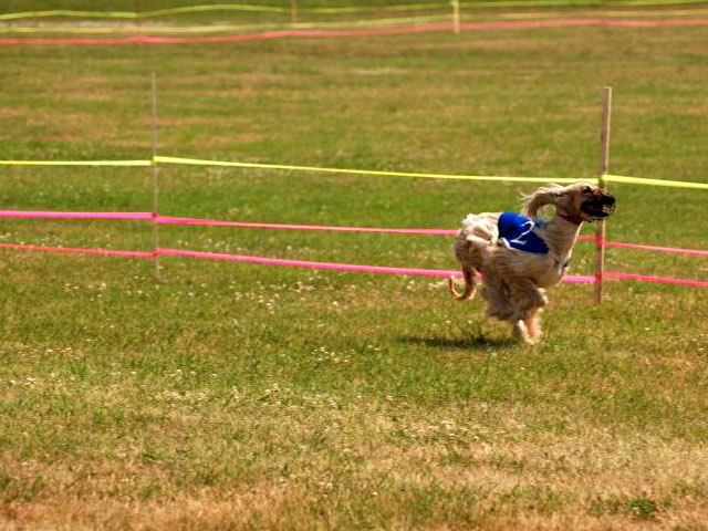 July 5th: A day at the dog races organized by Vicki and Phil. This is their Afgan.
